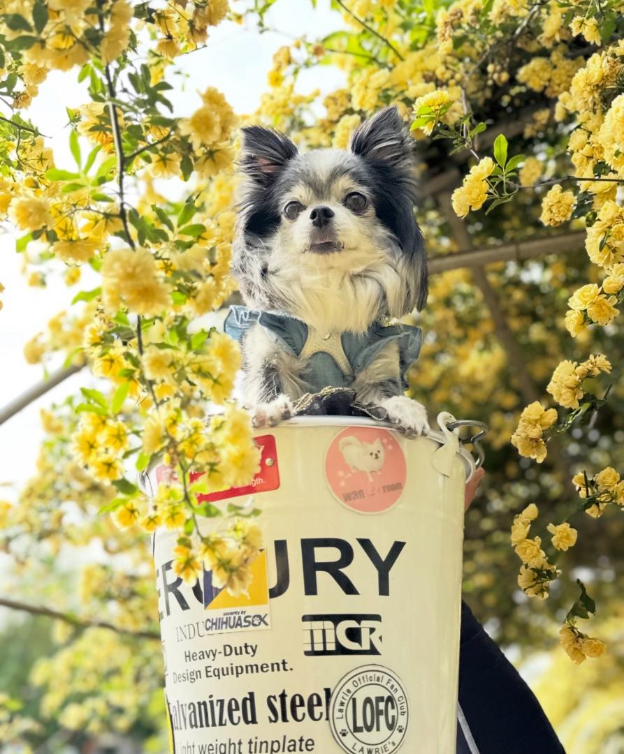 モッコウバラにつつまれて