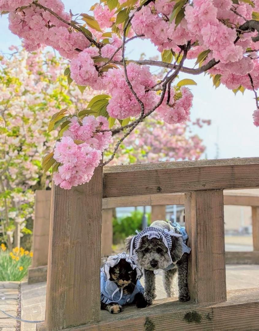 いっしょに見る春