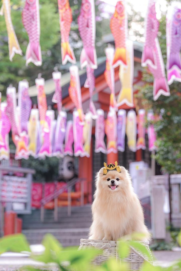 鯉のぼり