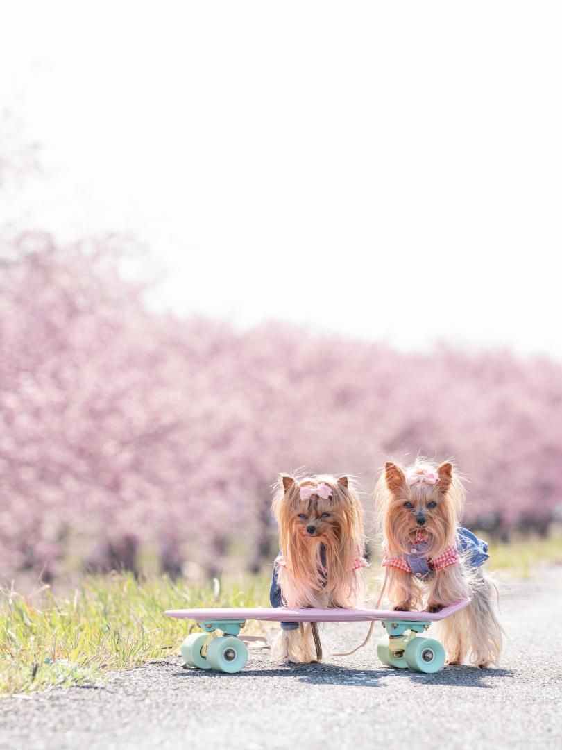 桜とスケボー