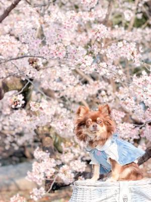愛犬とお花見