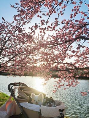 輝く河津桜とわんこ