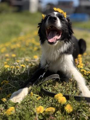 たんぽぽ畑でひと休み