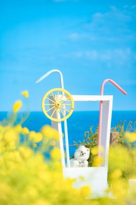 ラムネソーダのフォトブース