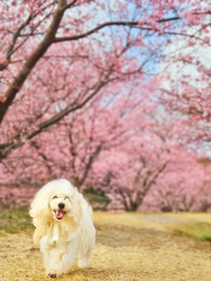 桜の下でランラン