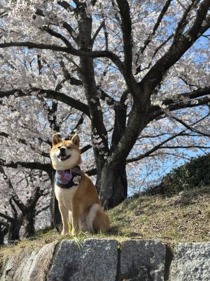 満開の桜の木下で