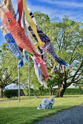 青空ゆらり、笑顔ふわり