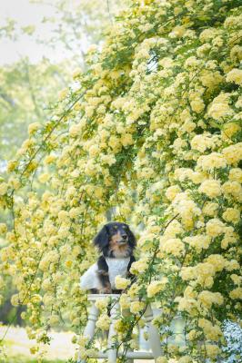 春の調べに包まれて