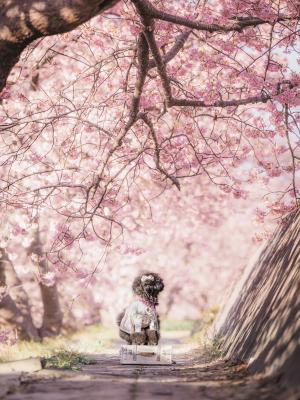 光降る桜路にて