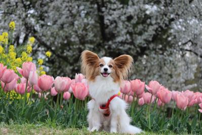 春の花達と一緒に