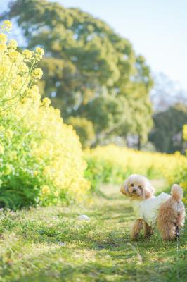 朝の菜の花と一緒に