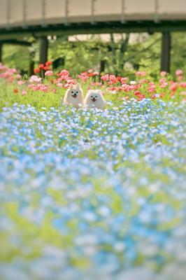 花畑からチラッ♡