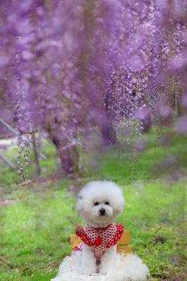 藤のカーテンの向こう側