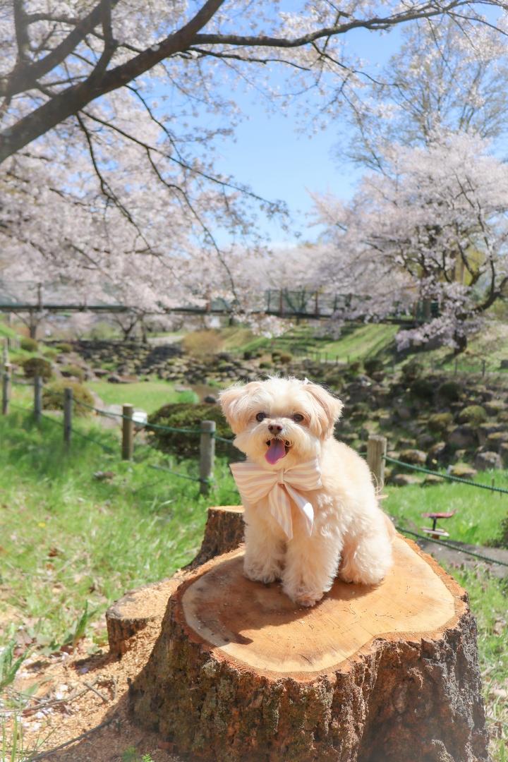 桜と切り株とももちゃん