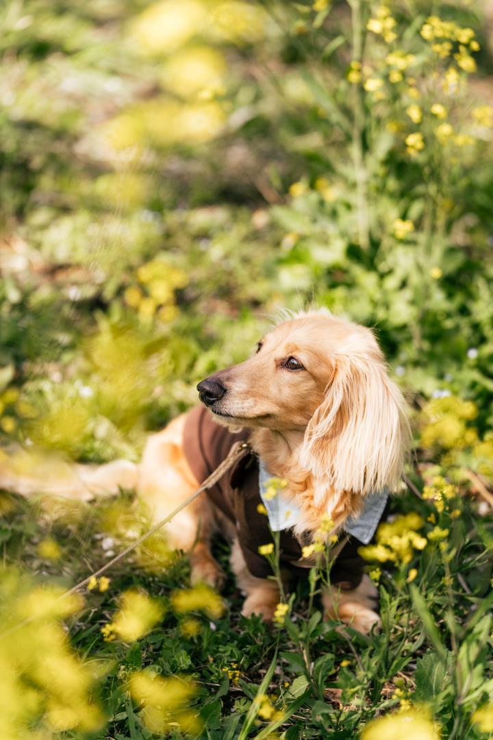 ちょこっと菜の花