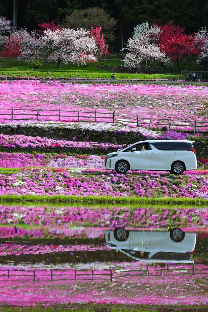 芝桜の中からこんにちは