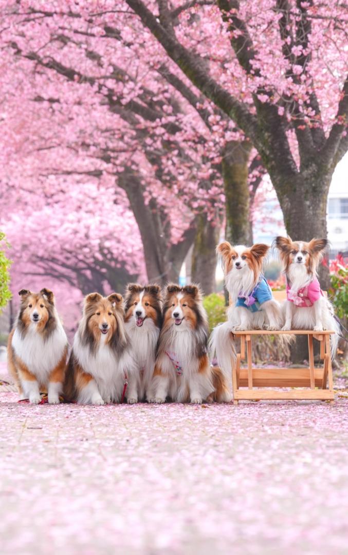 ピンクの絨毯♡お友達と！