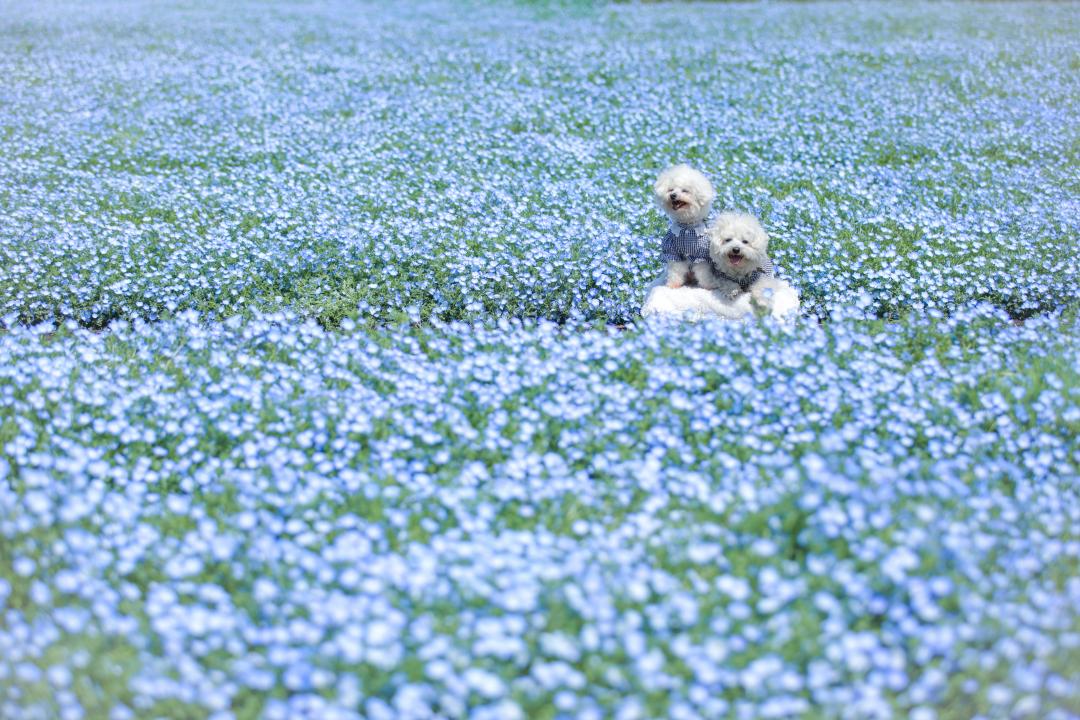 ネモフィラの海ぷかぷか～