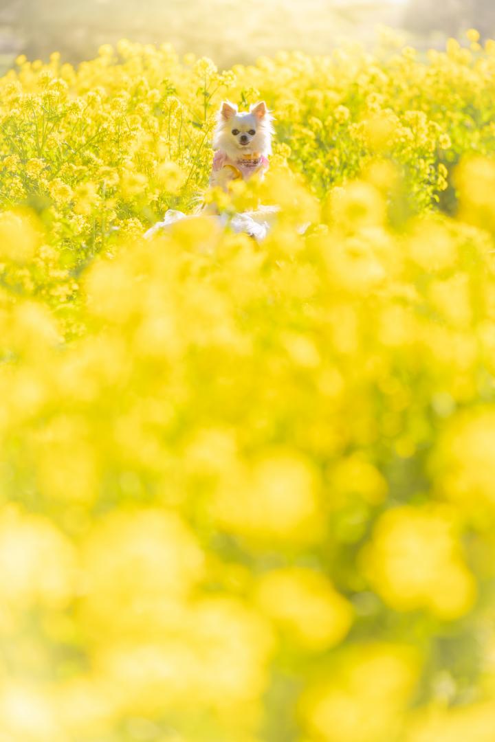 菜の花の海に埋もれて