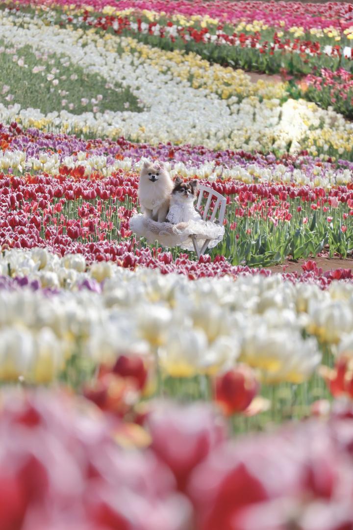 チューリップの海に埋もれて