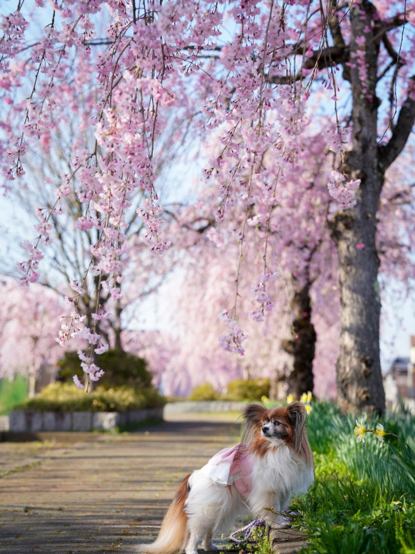 桜色の散歩道