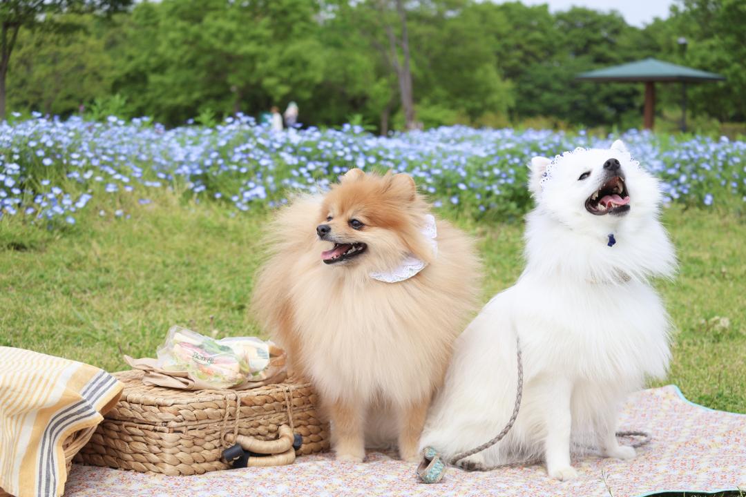 春のピクニック