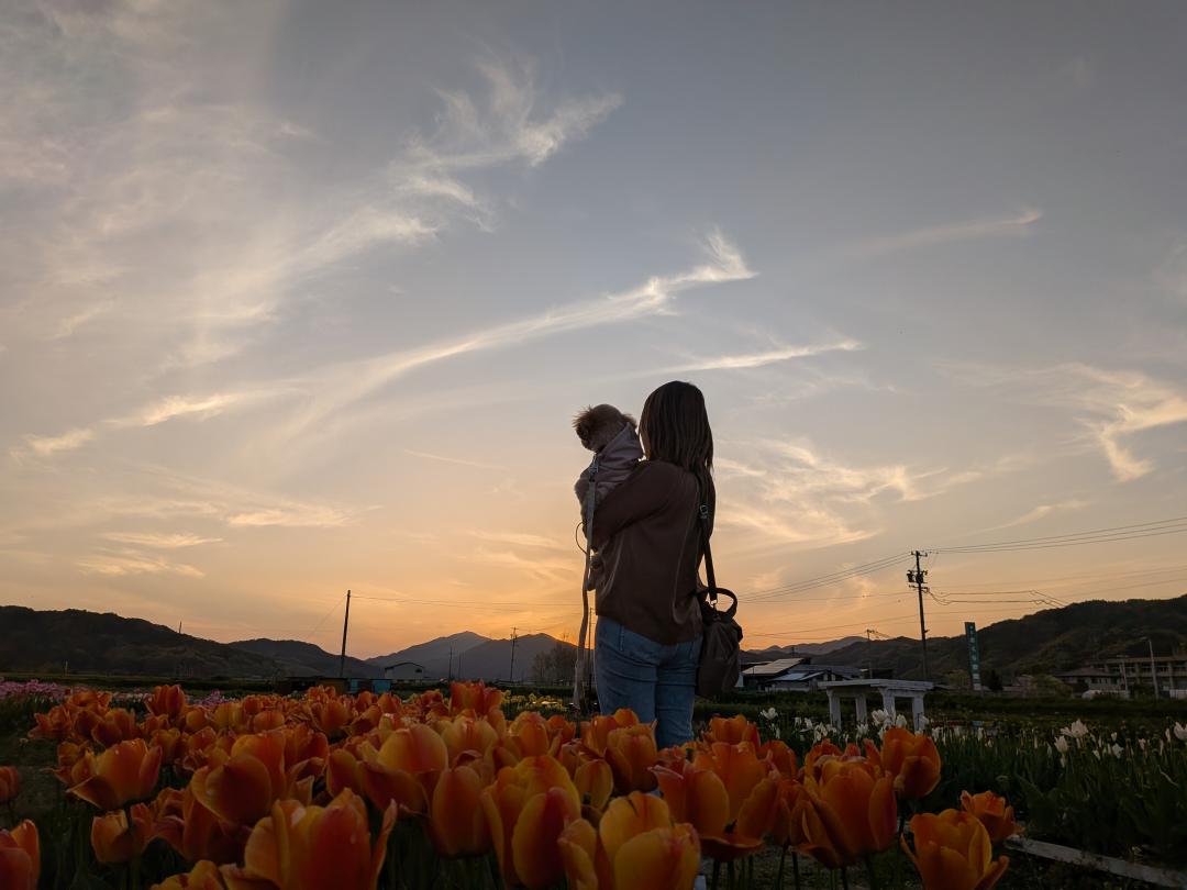 チューリップと夕日