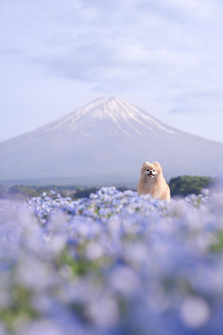 ネモフィラと富士山