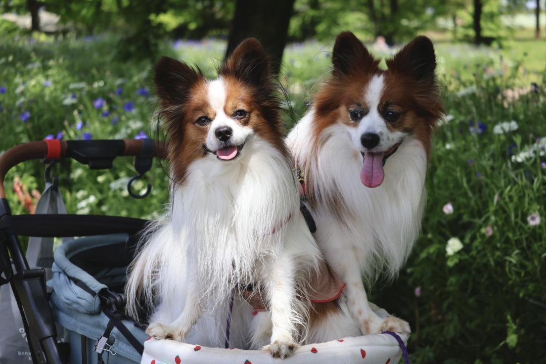 雨上がりの散歩