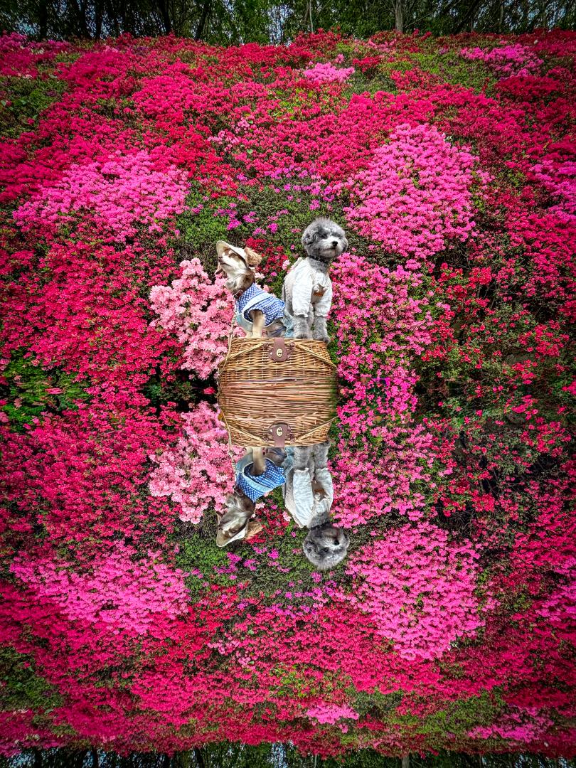 つつじの壁で鏡の世界