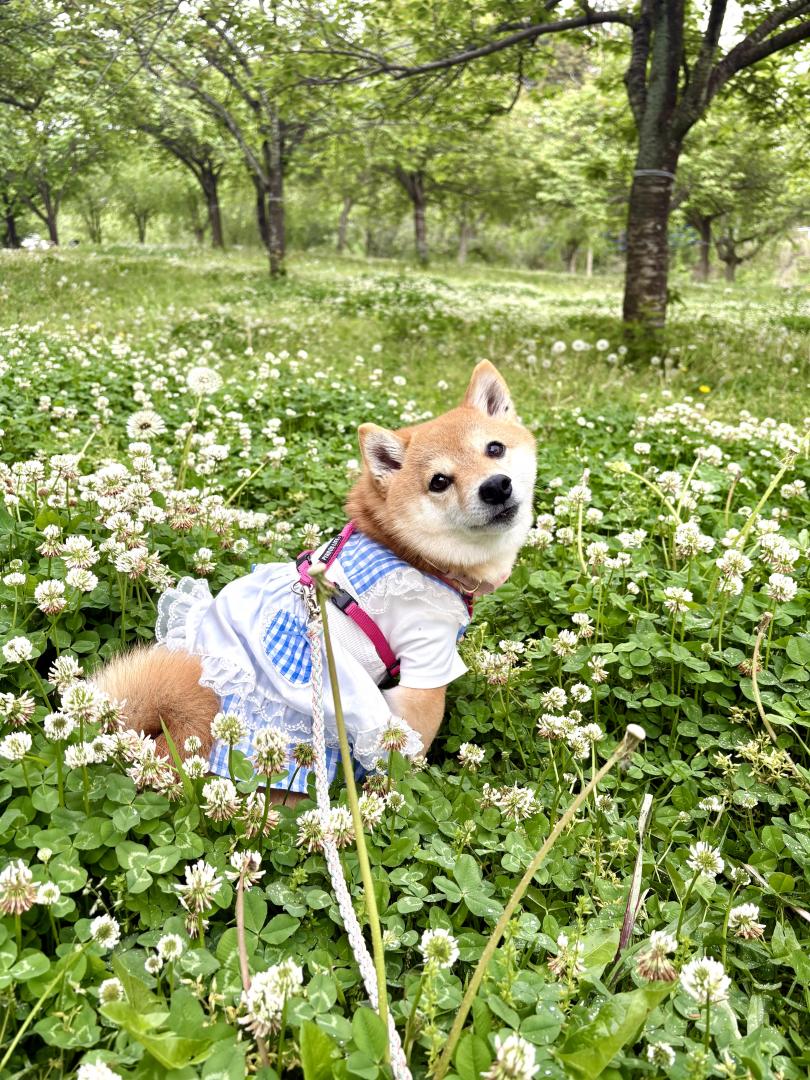 シロツメクサの公園で