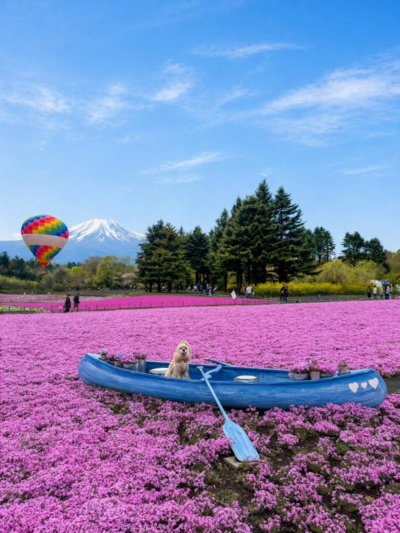 ピンクの海を旅するクレア