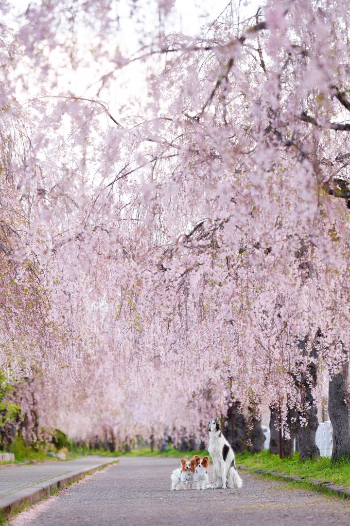 枝垂れ桜のカーテン