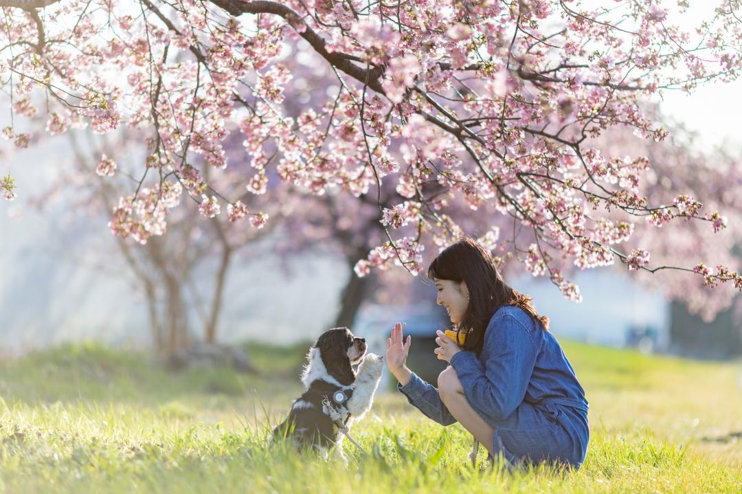 桜の下でおやつタイム