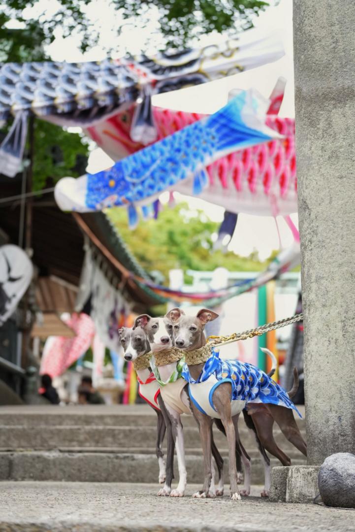こどもの日の祈願