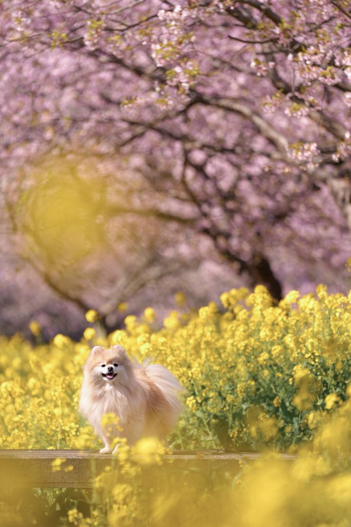 河津桜と菜の花