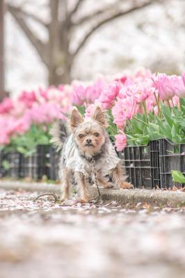 桜の絨毯とチューリップ