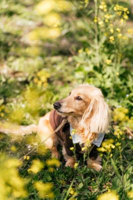 ちょこっと菜の花