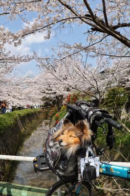 自転車のカゴの中でも へっちゃら♡
