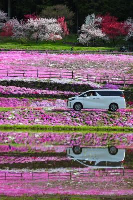 芝桜の中からこんにちは