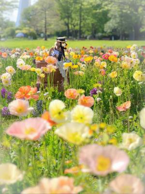 ポピー畑でモデルさん✨✨