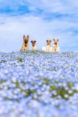 ネモフィラと僕たち