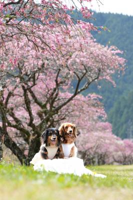 花桃満開時期過ぎちゃったけど