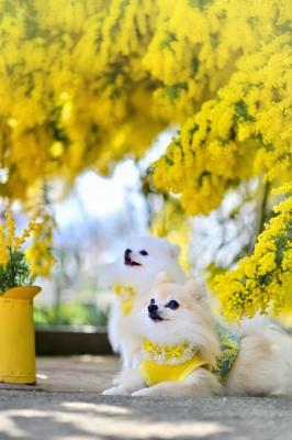 春色シンフォニー