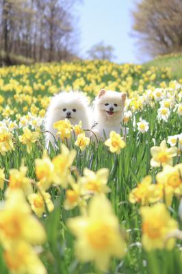 すいせんとこはひよ