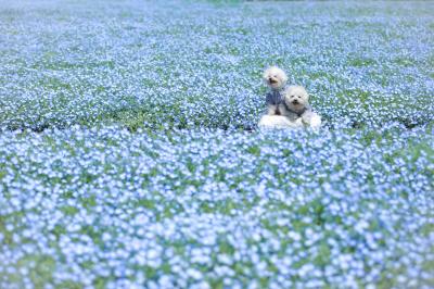 ネモフィラの海ぷかぷか～