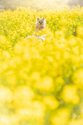 菜の花の海に埋もれて