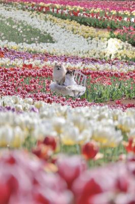 チューリップの海に埋もれて