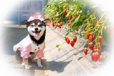 いちご狩り楽しいね