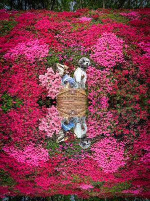 つつじの壁で鏡の世界